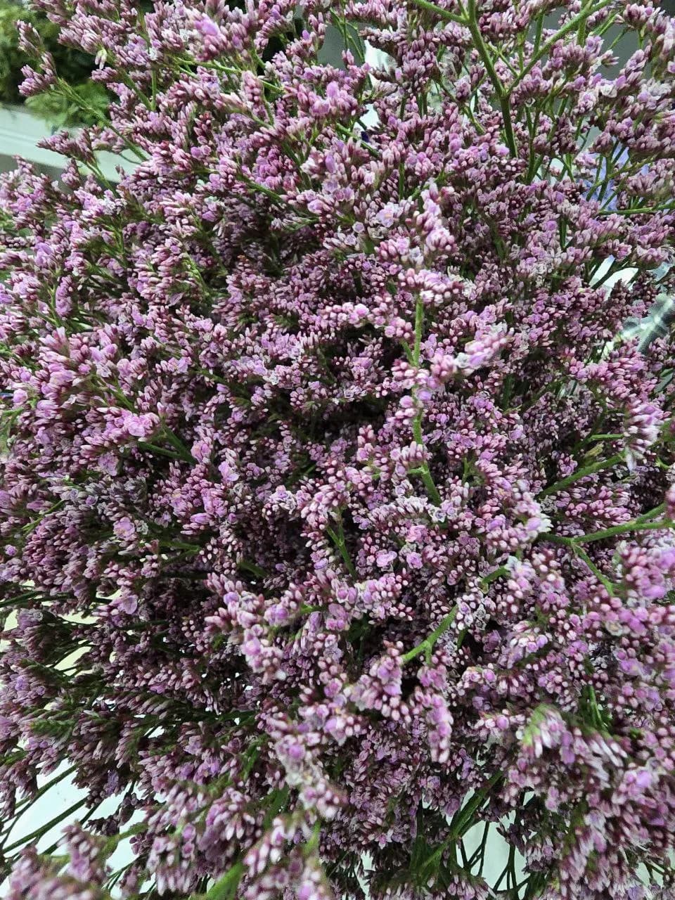 Лимониум Pink Emille — слайд 1
