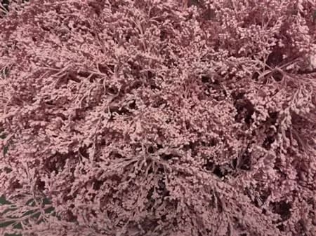 Солидаго крашенная Light Pink розовая — Импортировано из 1С с доставкой