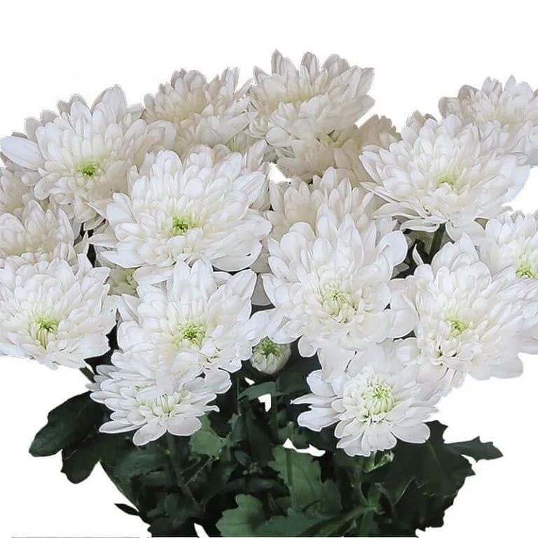 Балтика Linflowers —  с доставкой