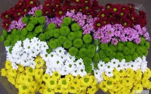 Сантини микс ромашка Rossi mix —  с доставкой