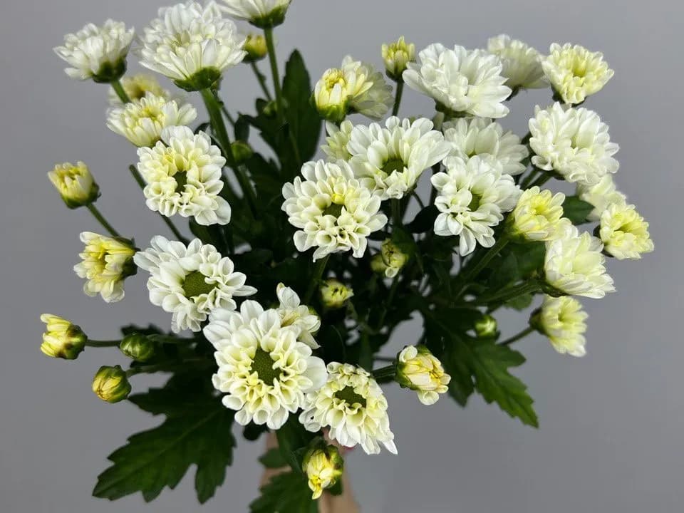 Сантини белая ромашка Rossi white — Импортировано из 1С с доставкой