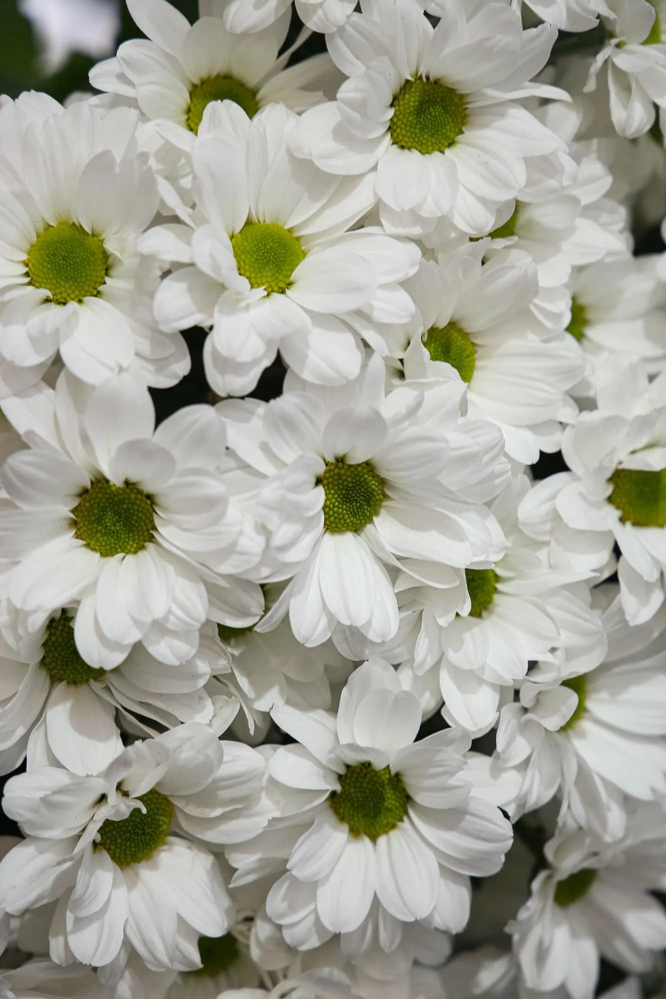 Кенеди белая Linflowers — с доставкой